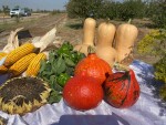 В помощь аграриям
