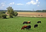 Алматинская область лидирует по производству мяса в Казахстане