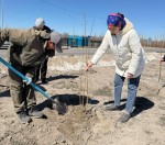 Еңбекшіқазақ ауданында 150 түп терек отырғызылды