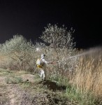 В городе Қонаев проводятся дезинсекция и обработка зелёных насаждений