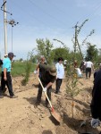 Вдоль областной трассы посадили тысячу карагачей