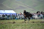Мықтылардың жеңісі: «Жолан жүйрігі» жеңімпаздары анықталды