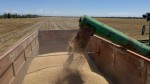 ІЛЕ АУДАНЫНДА ЕГІН ЖИНАУ НАУҚАНЫ ҚАРҚЫНДЫ ЖҮРГІЗІЛУДЕ