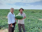 Капельное орошение делает чудеса