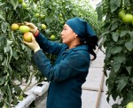 Десять лет тепличного роста