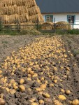 В Алматинской области активно идет уборка картофеля