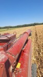 Алматы облысында жүгері жинау жұмыстары қарқынды жүргізілуде
