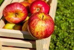 Доход в 215 млн тенге: продукция из Алматинской области пользовалась высоким спросом на ярмарке в столице