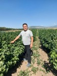 От домашнего куста до плантации