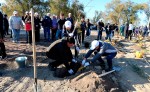 Территорию школы украсили 200 саженцев