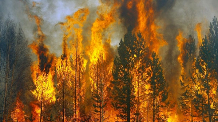 Более 31 тысячи гектаров леса сгорело в Казахстане