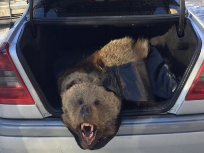 Подросток украл медвежью шкуру и подарил родственнику