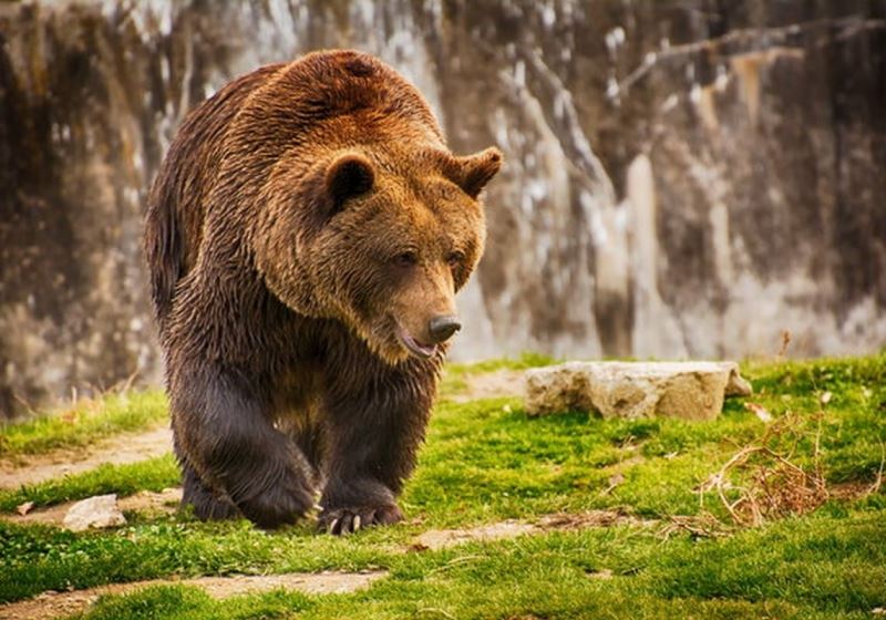 В Алматинской области мужчина умер после нападения медведя