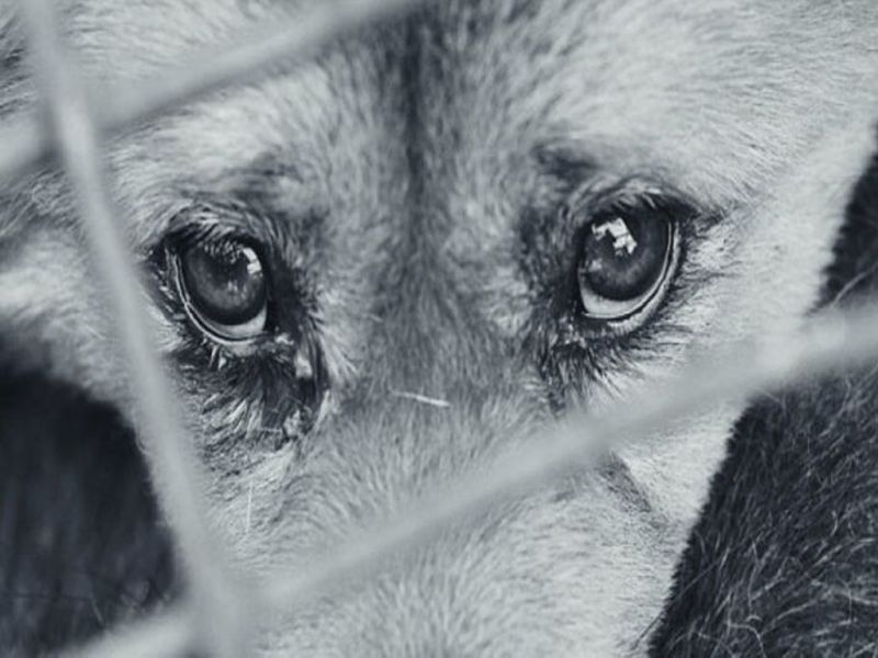 Душат, сжигают, пытают: жестокое обращение с животными в Казахстане