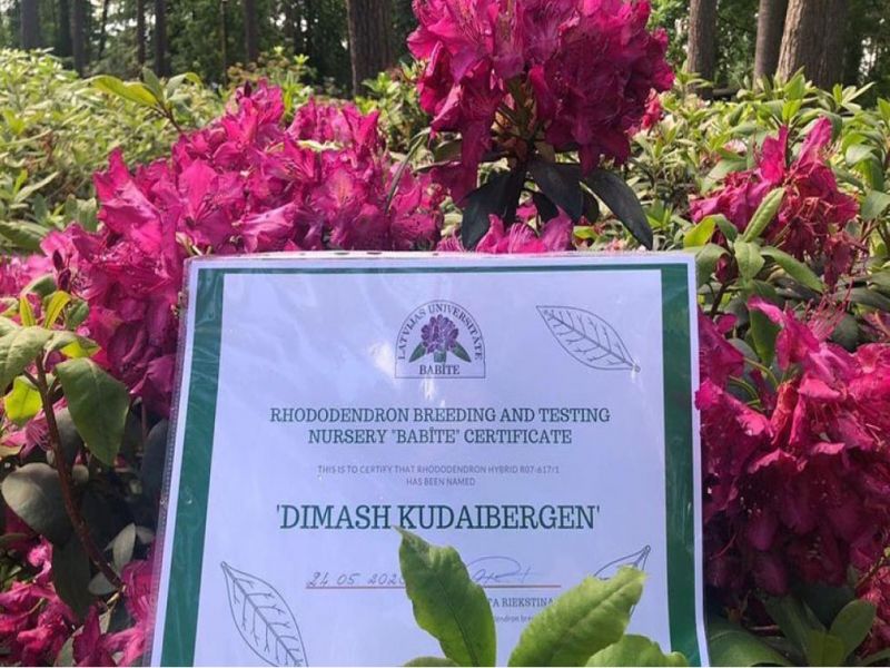 Цветок по имени Димаш появился в Латвии